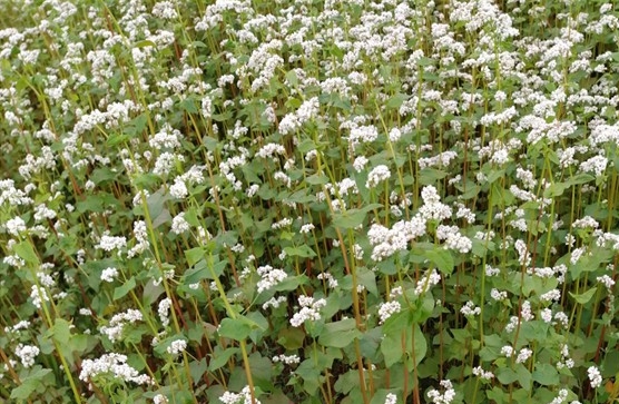 Bl noir ou sarrasin en fleurs